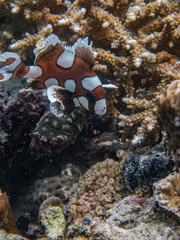 Juvenile harlequin sweetlips fish ( Plectorhinchus chaetodonoides) finding food in the corals.