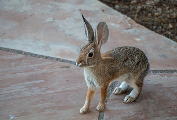Rabbit In Desert Backyard in Arizona