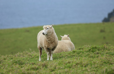 Schaf auf einer Weide in Neuseeland