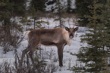 A wild woodland Caribou