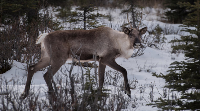 A Wild Woodland Caribou