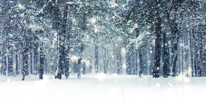 Winter holiday background, nature scenery with shiny snow and cold weather in forest at Christmas time