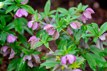 pink flowers in the garden