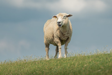 Schaf - Blick nach links