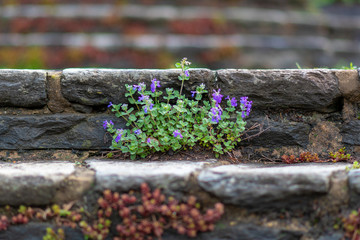 flowers on the stairs