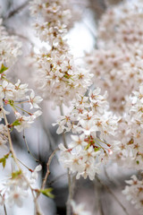 flowers of cherry