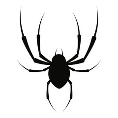 Spider vector illustration.
