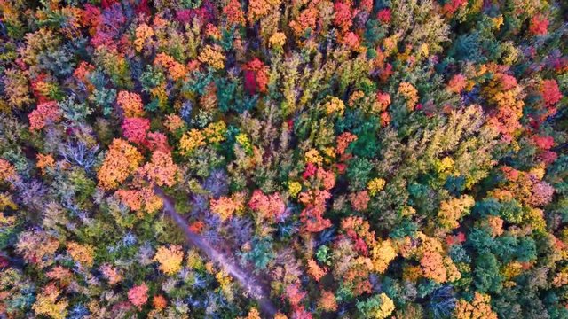 Aerial top view of a colorful deciduous forest with red, yellow, orange and green leaves during autumn evening, samara, russia