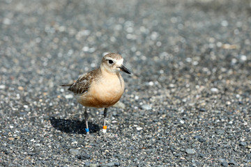 Dotterel Maoriregenpfeifer Neuseeland