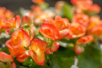 Begonias