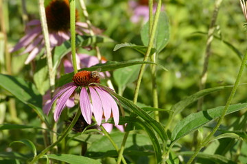 Bee on a flower
