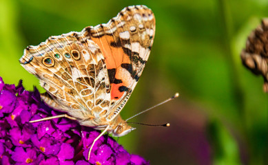 Macro of a beautiful cosmopolitan butterfly on flower
