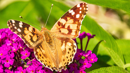 Macro of a beautiful cosmopolitan butterfly on flower