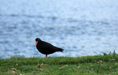 Austernfischer Oyster Catchers in Neuseeland