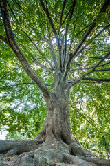 a huge tree with wide branches. Sunlight breaks through the leaves. Bottom view
