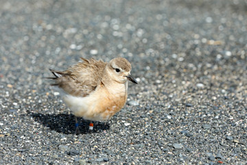 Dotterel Maoriregenpfeifer Neuseeland
