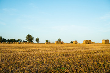 Fototapeta premium Landscape. Hay bales on a field. Hay bales on a field. Agriculture field with beautiful blue sky. Sunset in the early autumn. Harvest concept.