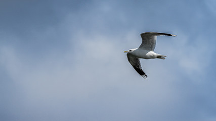 "Ich zeige Dir den Weg zu den Seehundbänken"