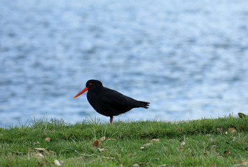 Austernfischer Oyster Catchers in Neuseeland