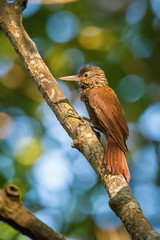 Dendroplex picus, Straight-billed woodcreeper The bird is perched on the tree trunk in nice natural wildlife environment of Tobago..