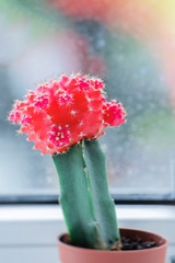 Cactus breeding. Beautiful red cactus Gymnocalycium Mihanovichii in pot