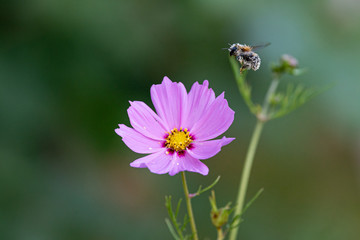 Eine Hummel voller Pollen