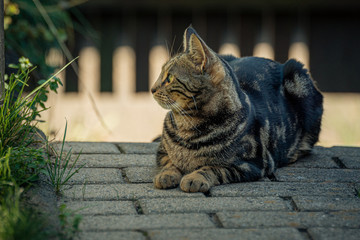 Diskrete Beobachterin