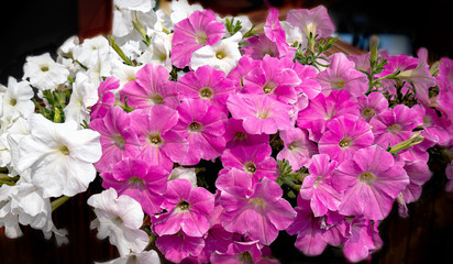 Petunienblüte