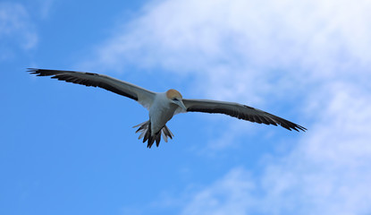 Tölpel in Neuseeland am Cape Kidnappers