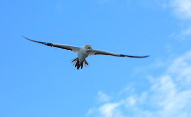 Tölpel in Neuseeland am Cape Kidnappers