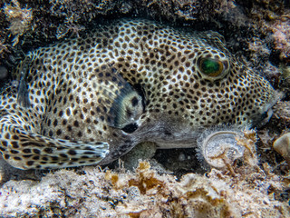 Starry puffer fish (Arothron stellatus)  hides motionless in a hard coral.