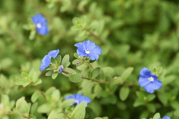 Blue daze (Evolvulus) has a long flowering period and continues to bloom pretty blue-purple flowers from spring to autumn.