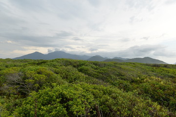 Fototapeta na wymiar vegetation and mountains in background on the island of Cardoso