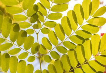  Brazil wood leaf