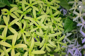 Backdrop of flower Petrea green and purple volubilis.