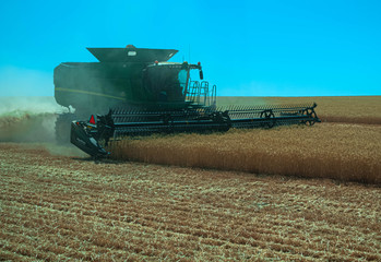 Obraz premium Working Wheat Combine