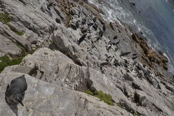 CORMORANI DEL SUDAFRICA