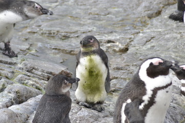 PINGUINI DI BETTY'S BAY SUDAFRICA