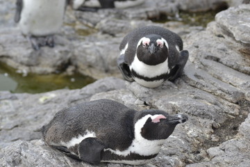 Naklejka premium PINGUINI DI BETTY'S BAY SUDAFRICA