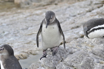Fototapeta premium PINGUINI DI BETTY'S BAY SUDAFRICA