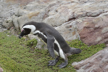 PINGUINI DI BETTY'S BAY SUDAFRICA