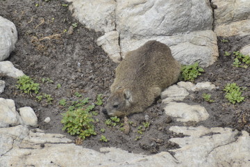 PROCAVIA DEL SUDAFRICA