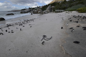 PINGUINI DI BETTY'S BAY SUDAFRICA
