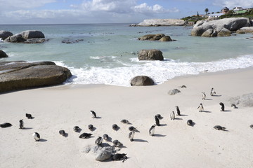 PINGUINI DI BETTY'S BAY SUDAFRICA