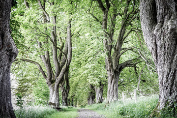 Mystischer Anblick einer Kastanien-Allee