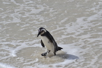 PINGUINI DI BETTY'S BAY SUDAFRICA