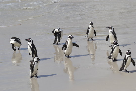 PINGUINI DI BETTY'S BAY SUDAFRICA