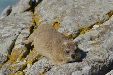 PROCAVIA DEL SUDAFRICA
