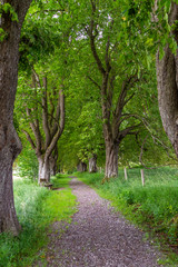 Üppige Vegetation in einer sommerlichen Kastanien-Allee