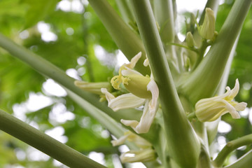 close up of papaya flower